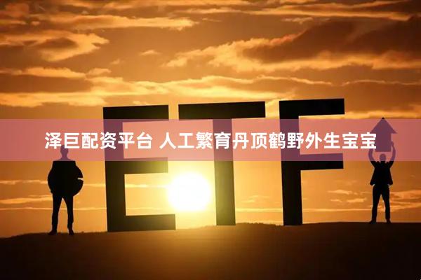 泽巨配资平台 人工繁育丹顶鹤野外生宝宝